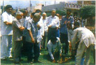 Tree Plantation